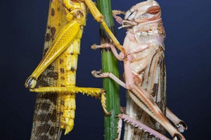 Napušteni skakavac - vegetacija na plaži Napušteni skakavac - vegetacija na plaži